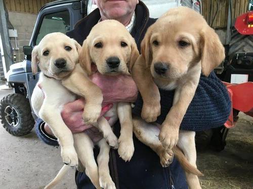 Black and Yellow Labrador Puppies for sale in Lauder, Berwickshire - Image 2