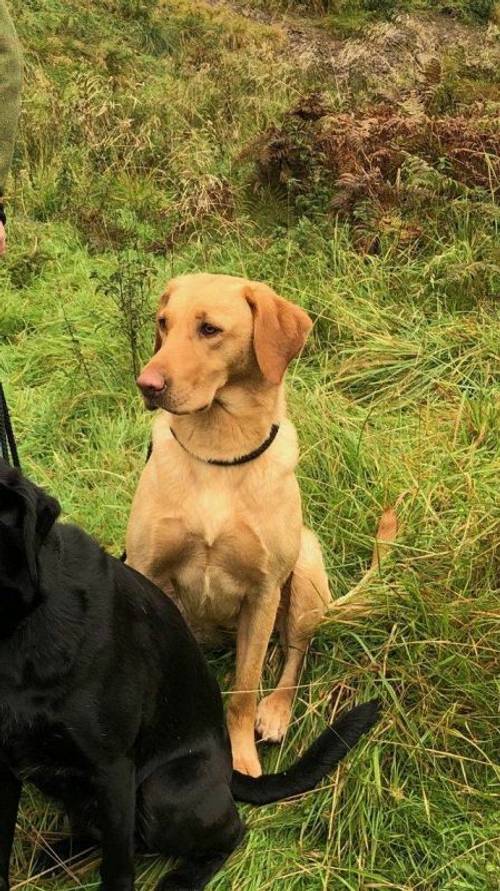 Black and Yellow Labrador Puppies for sale in Lauder, Berwickshire - Image 5