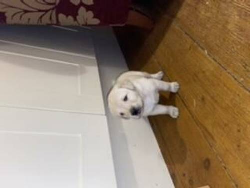 Labrador puppies-KC registered for sale in St Andrews, Fife - Image 3