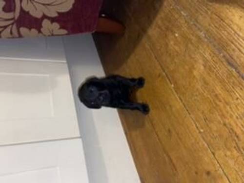 Labrador puppies-KC registered for sale in St Andrews, Fife - Image 5