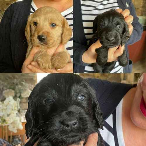 Health Tested Miniature Labradoodles for sale in Holcome, Somerset - Image 1
