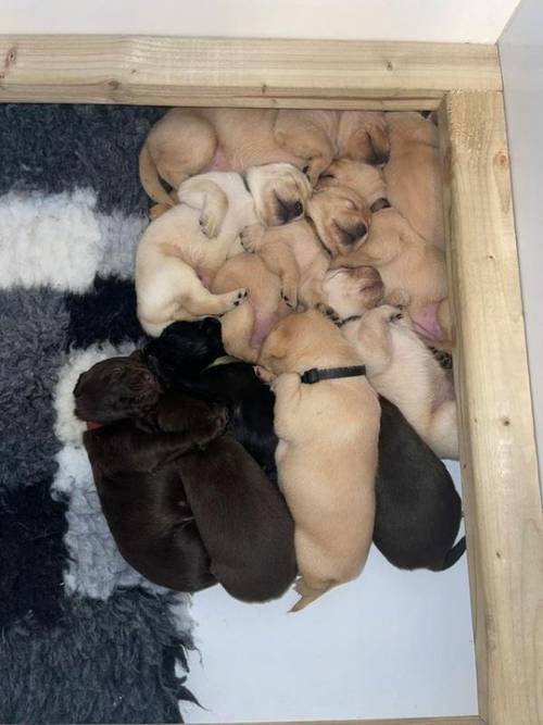 Labrador puppies 6 girls 1 boy for sale in Rippingale, Lincolnshire - Image 1