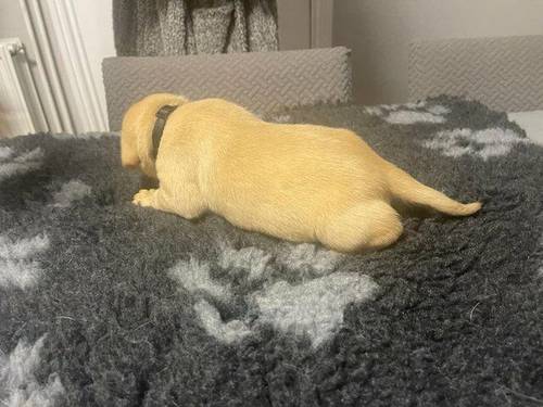 Labrador puppies 6 girls 1 boy for sale in Rippingale, Lincolnshire - Image 2