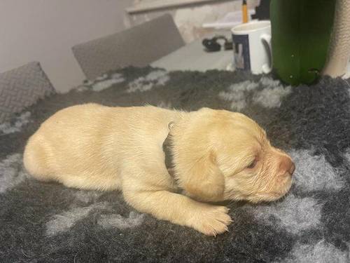 Labrador puppies 6 girls 1 boy for sale in Rippingale, Lincolnshire - Image 3