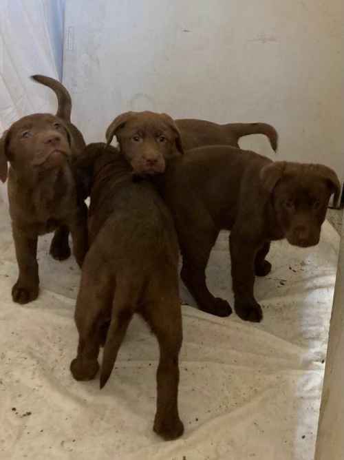 Chunky chocolate Labrador pups ready now! for sale in Lampeter/Llanbedr Pont Stefan, Ceredigion - Image 1