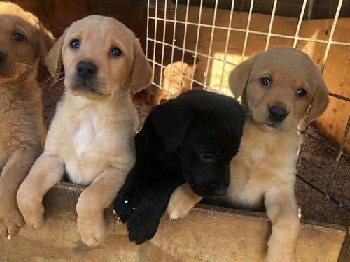 beautiful Labrador pups for sale in Stafford, Staffordshire - Image 1