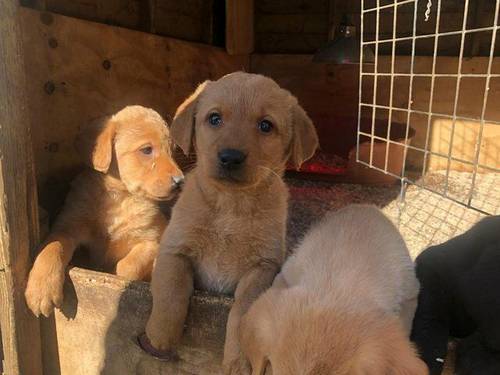 beautiful Labrador pups for sale in Stafford, Staffordshire - Image 2