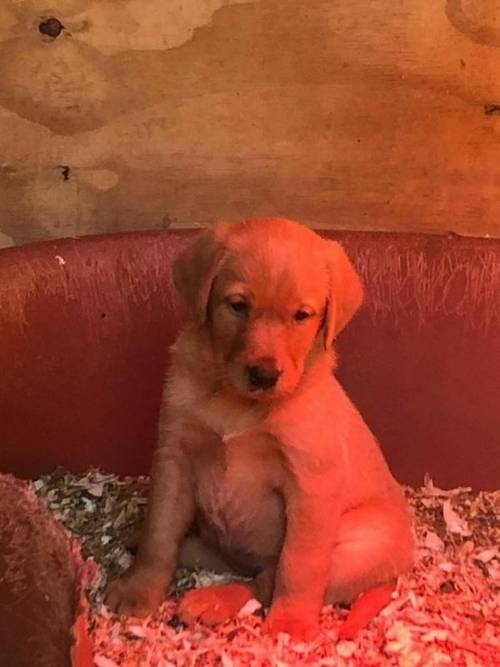 beautiful Labrador pups for sale in Stafford, Staffordshire - Image 3