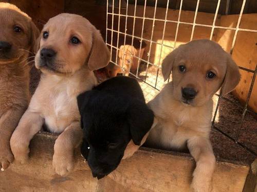 beautiful Labrador pups for sale in Stafford, Staffordshire - Image 4