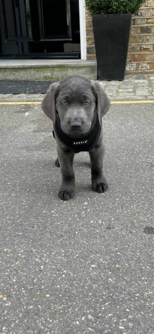 1 year old Charcoal Labrador / Weimaraner for sale in London - Image 2