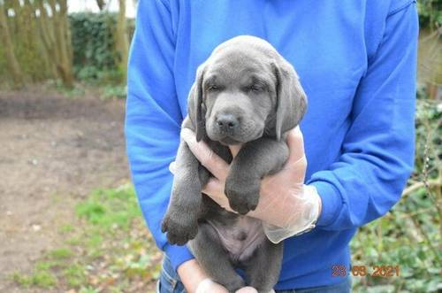 1 year old Charcoal Labrador / Weimaraner for sale in London - Image 3