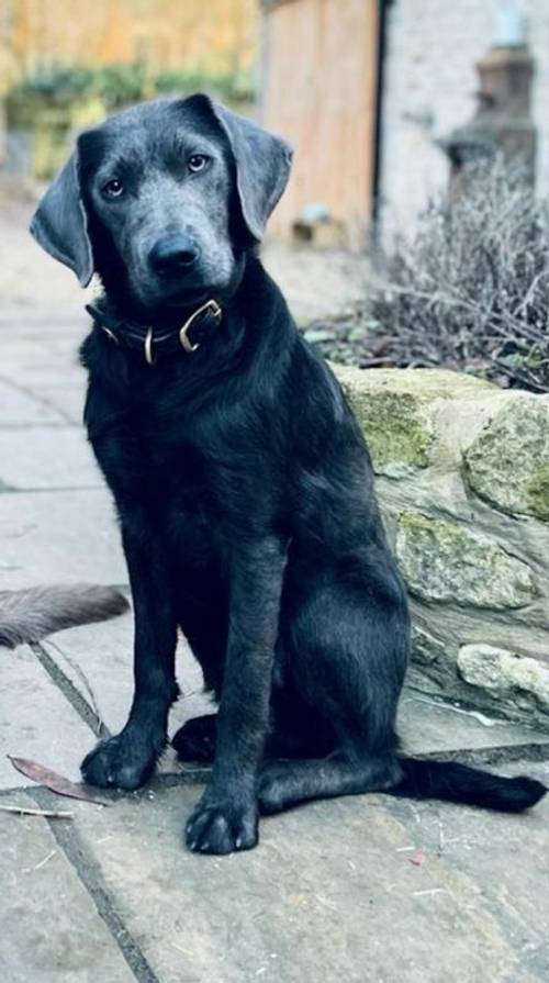 1 year old Charcoal Labrador / Weimaraner for sale in London - Image 4