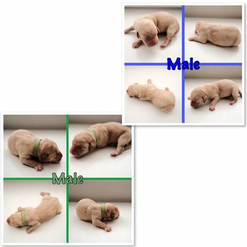 Beautiful lab puppies for sale in Wolverhampton, West Midlands - Image 1