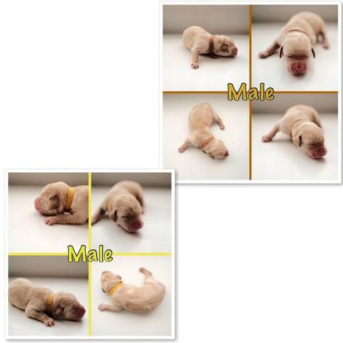 Beautiful lab puppies for sale in Wolverhampton, West Midlands - Image 4