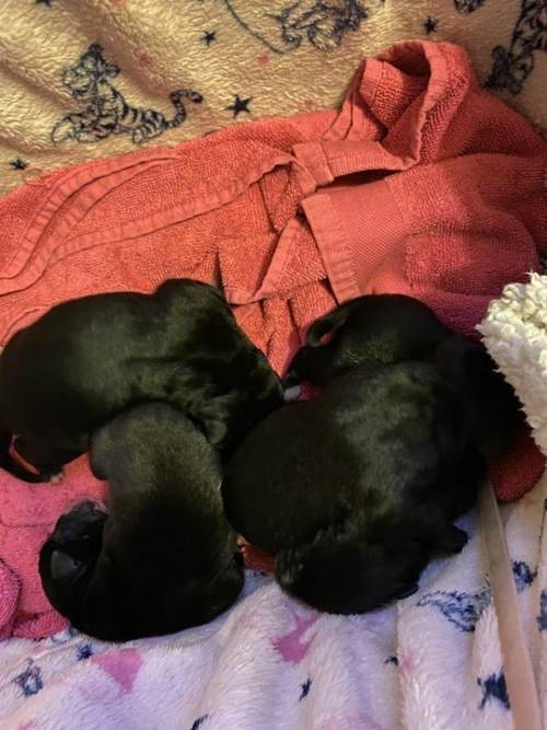 1day old lab cross puppy's ready to go in 8 weeks for sale in Wigan, Lancs - Image 3