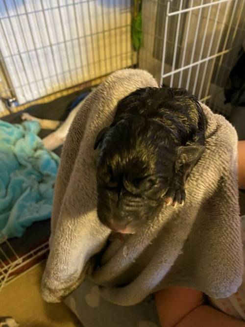 1day old lab cross puppy's ready to go in 8 weeks for sale in Wigan, Lancs - Image 4