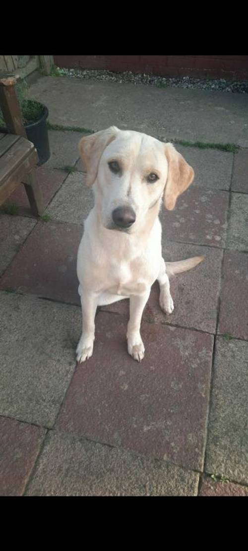 KC REG 14 month female labrador for sale in Wisbech, Cambridgeshire - Image 1