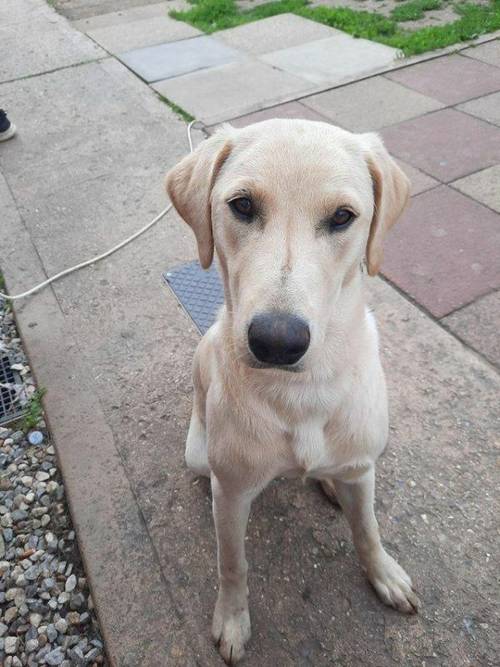 KC REG 14 month female labrador for sale in Wisbech, Cambridgeshire - Image 4