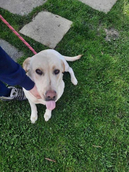 KC REG 14 month female labrador for sale in Wisbech, Cambridgeshire - Image 5