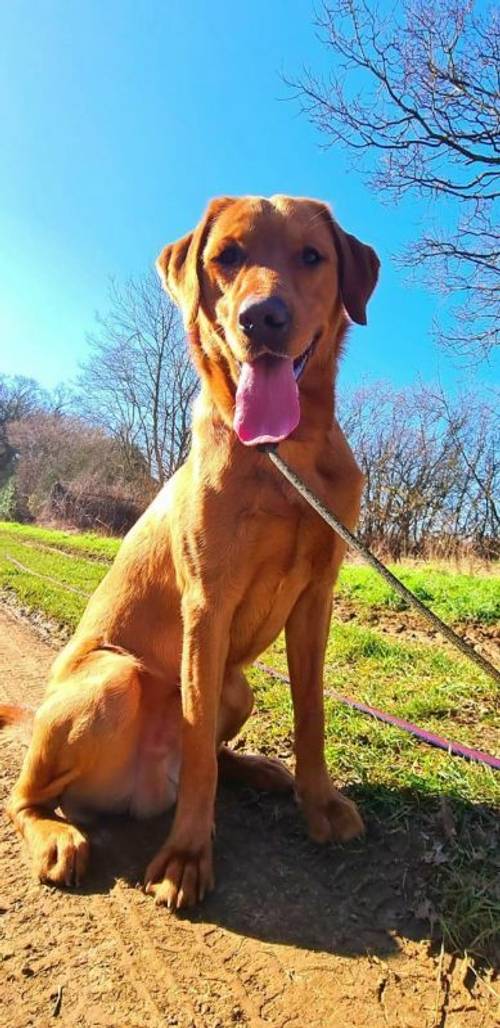 12month old lab dog looking for a new home for sale in Wallingford, Oxfordshire - Image 1