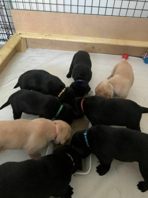 5 week old Labrador retriever puppies for sale in Braintree, Essex - Image 1