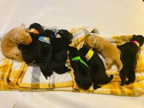 5 week old Labrador retriever puppies for sale in Braintree, Essex - Image 2