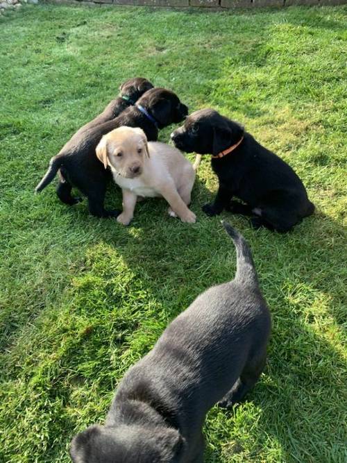 5 week old Labrador retriever puppies for sale in Braintree, Essex - Image 4