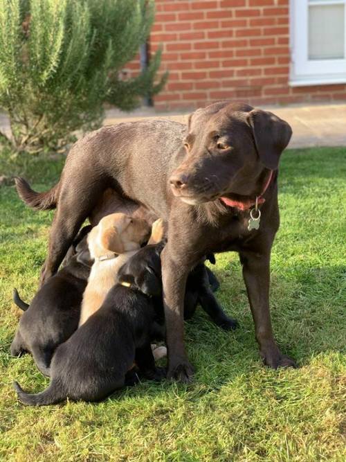 5 week old Labrador retriever puppies for sale in Braintree, Essex - Image 5