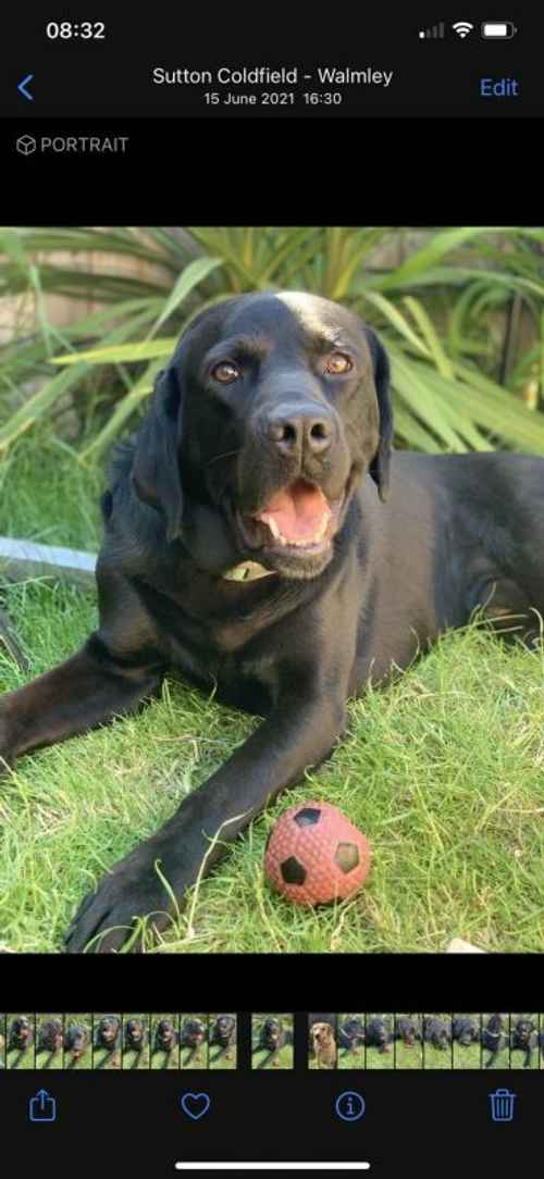 Two Labradors for re-homing (male&female) for sale in Birmingham, West Midlands - Image 1
