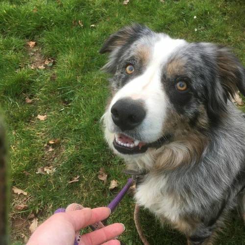 Blue Merle collie x Labrador retriever puppies for sale in Honiton, Devon - Image 3