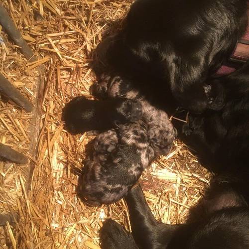 Blue Merle collie x Labrador retriever puppies for sale in Honiton, Devon - Image 4