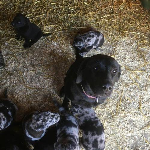 Blue Merle collie x Labrador retriever puppies for sale in Honiton, Devon - Image 5