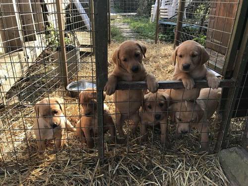 BEAUTIFUL WORKING LAB PUPPIES FOR SALE in Claverham, Bristol - Image 1