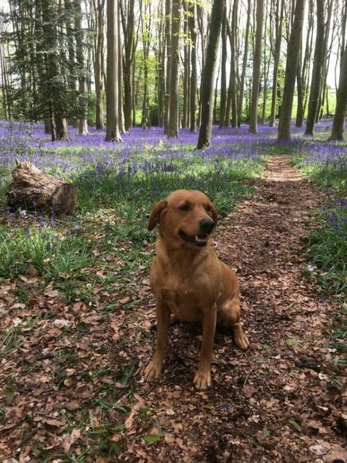 BEAUTIFUL WORKING LAB PUPPIES FOR SALE in Claverham, Bristol - Image 3