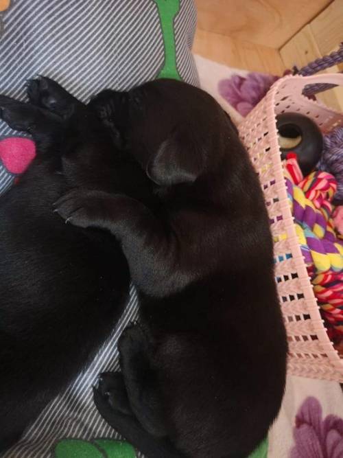 Stunning KC registered black and yellow labrador puppies for sale in Ipswich, Suffolk - Image 3