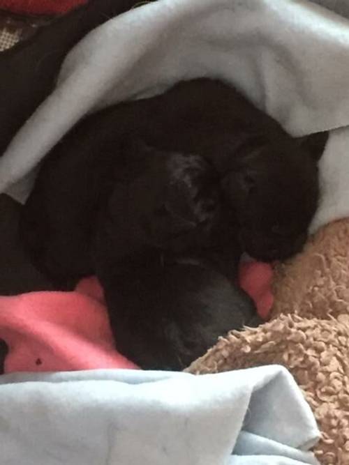 Kc registered black Labrador puppies - microchipped for sale in Preston, Lancashire - Image 4