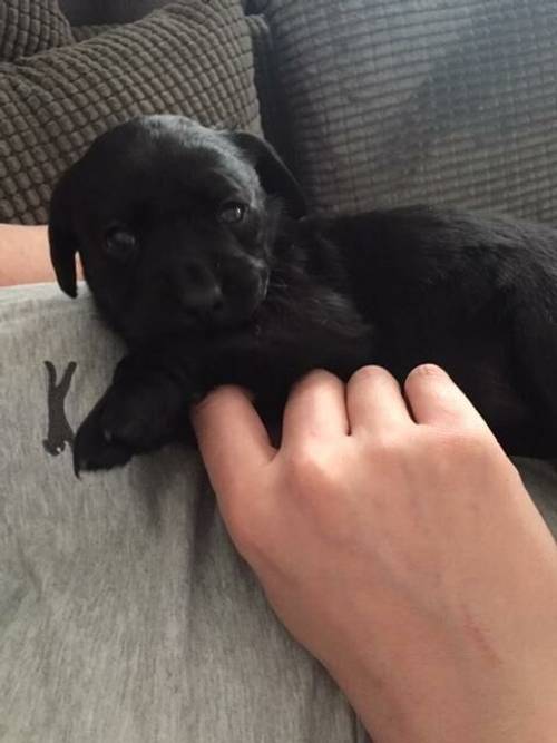 Kc registered black Labrador puppies - microchipped for sale in Preston, Lancashire - Image 5