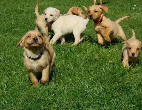 8 wks old Labrador Fox Red Puppies for sale in Gosberton, Lincs - Image 1