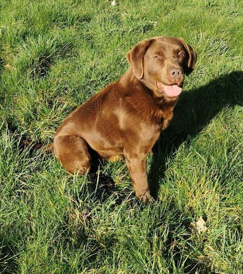 Chocolate Labrador puppies - Excellent pedigrees for sale in Chesterfield, Derbyshire - Image 1