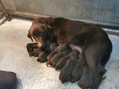 Chocolate Labrador puppies - Excellent pedigrees for sale in Chesterfield, Derbyshire - Image 4