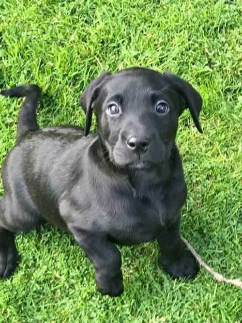 2 BOY`S & 2 GIRL`S LEFT STUNNING LABRADOR PUPPIES for sale in Leeds, West Yorkshire - Image 1