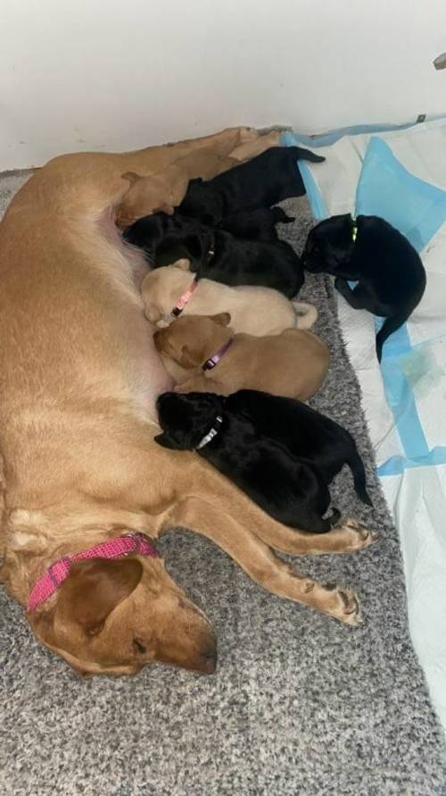 Labrador puppies available now for sale in Leigh, Lancs - Image 1