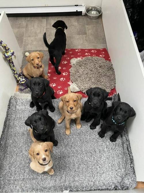 Labrador puppies available now for sale in Leigh, Lancs - Image 2