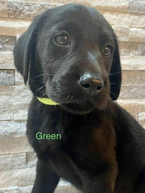 Labrador puppies available now for sale in Leigh, Lancs - Image 3