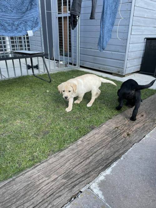 Gorgeous female Labrador puppy for sale in Manchester, Lancashire - Image 1