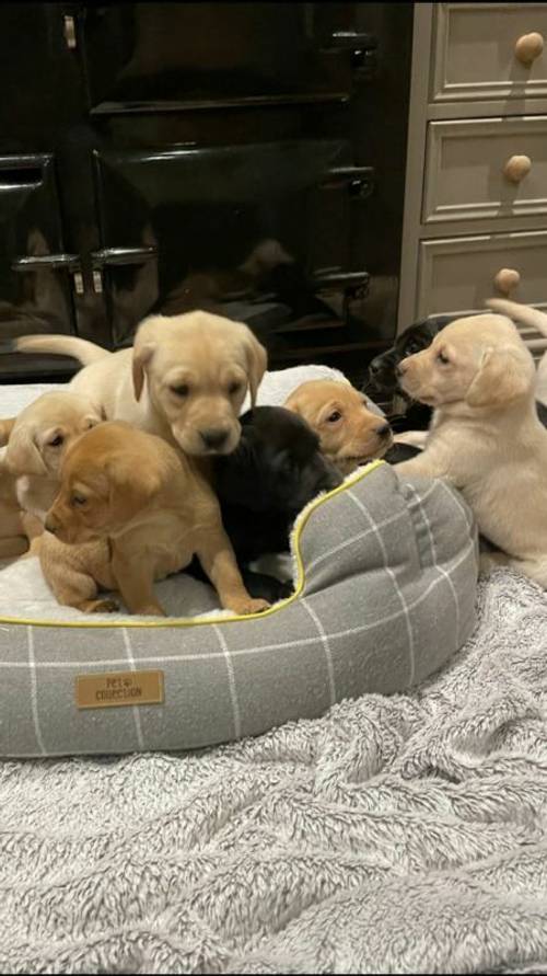 Gorgeous KC Registered Labrador Pups for sale in Ripon, North Yorkshire - Image 3