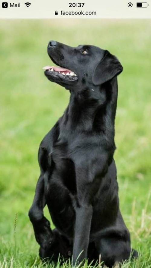 Gorgeous KC Registered Labrador Pups for sale in Ripon, North Yorkshire - Image 4