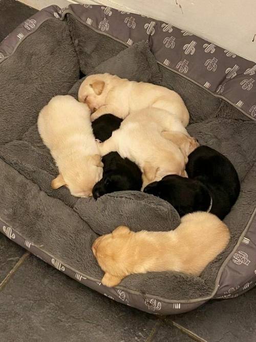 3 Labrador puppies 1 boy 2 girls for sale in Stockport, Greater Manchester - Image 1