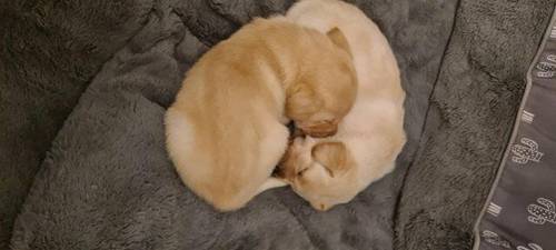 3 Labrador puppies 1 boy 2 girls for sale in Stockport, Greater Manchester - Image 2