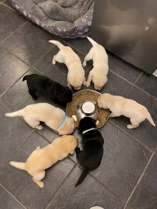 3 Labrador puppies 1 boy 2 girls for sale in Stockport, Greater Manchester - Image 3